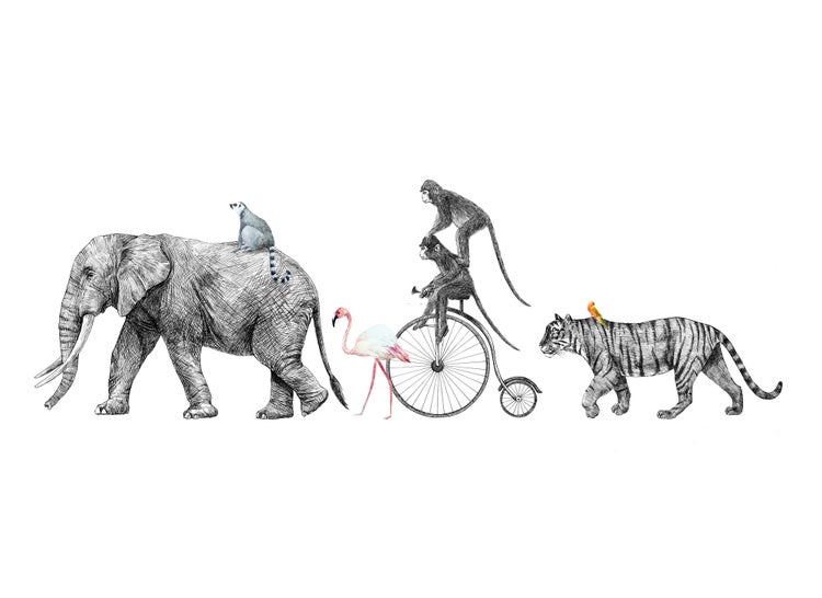Illustration einer Tierparade mit Elefant, Lemur, Flamingo, Affen auf einem Hochrad und einem Tiger mit Vogel.