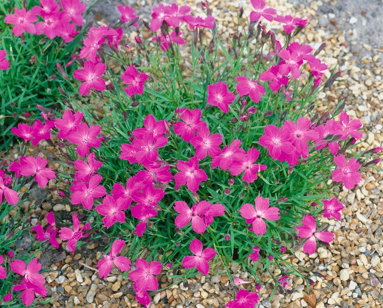 Gartennelken mit pinkfarbenen Blüten