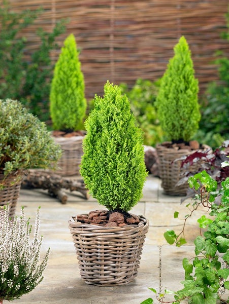 Chamaecyparis lawsoniana 'Ellwood's Gold', gelbgrün, 20–30 cm