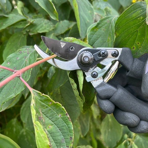 Bypass-Gartenschere schneidet einen Ast, gehalten von einer Hand in einem schwarzen Gartenhandschuh.