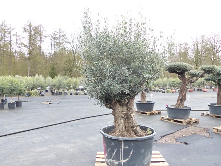 genau diesen Baum Nr. 5/H, 250 cm, Olivenbaum, knorrige alte urige Olive winterhart