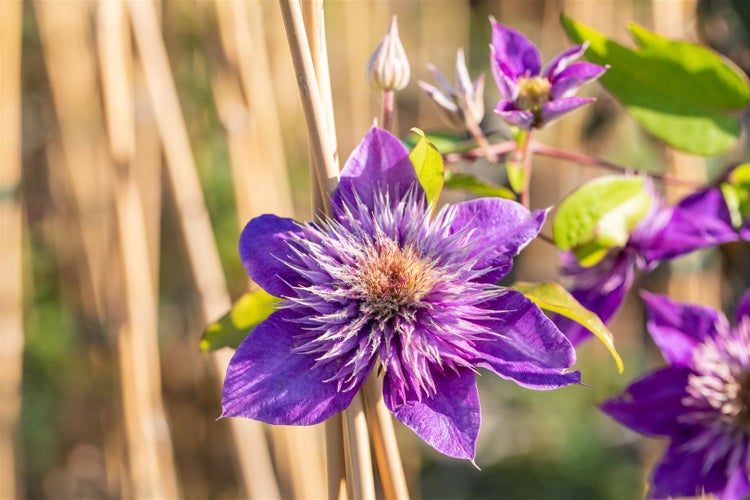 Clematis Hybride 'Multi Blue', Waldrebe, blau, 40–60 cm