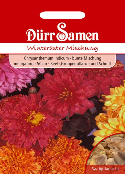 Samentüte Dürr Samen Winteraster Mischung, Chrysanthemum indicum, mehrjährig, Wuchshöhe circa 50 Zentimeter, bunte Mischung.