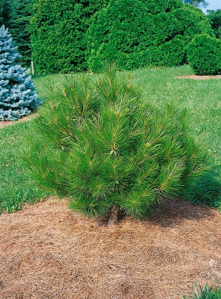 Pinus densiflora 'Low Glow', Kiefer, kompakt, 30–40 cm