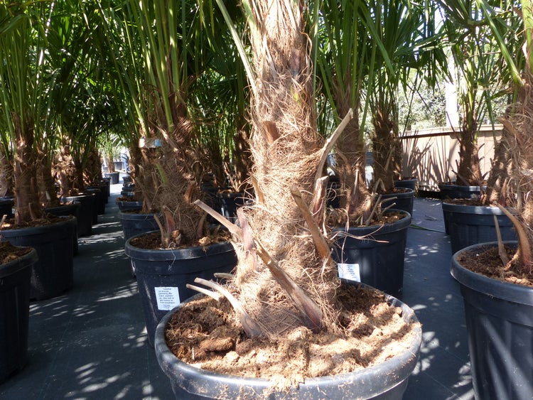 Gewebter Teppich mit Fransen, Detailansicht der Ecke und Textur aus Naturfasern.