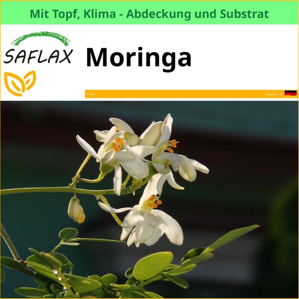 Saflax Moringa Pflanze mit Topf, Klimaabdeckung und Substrat