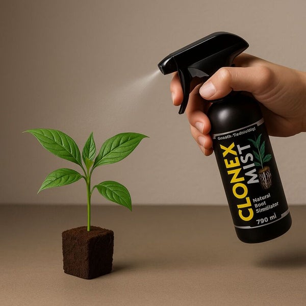 Hand besprüht eine kleine Pflanze in einem Anzuchtwürfel mit Clonex Mist Bewurzelungsspray.