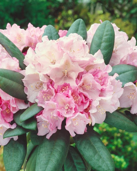 Rhododendron yakushimanum 'Polaris', rosa Blüten, 30–40 cm