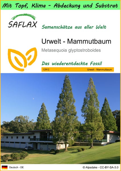 SAFLAX Garden to go - Urwelt - Mammutbaum - Metasequoia glyptostroboides - 60 Samen - Mit Topf, Klima - Deckel und Anzuchtsubstrat