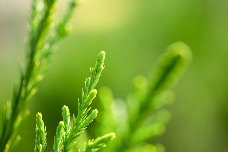 Nahaufnahme von immergrünen Nadelbaumzweigen