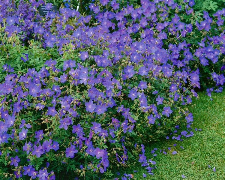 Geranium pratense 'Johnson's Blue', Storchschnabel, blau, ca. 9x9 cm Topf