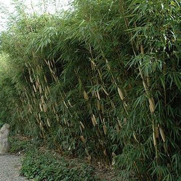Bambushecke als Sichtschutz im Garten