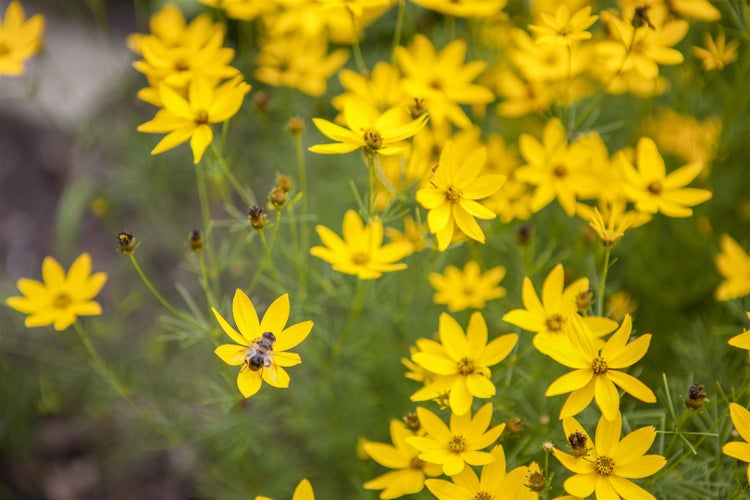 Coreopsis verticillata 'Zagreb', Mädchenauge, gelb, ca. 9x9 cm Topf