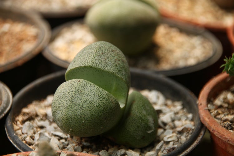 SAFLAX Garden to go - Lebender Granit - Pleiospilos nelii - 40 Samen - Mit Topf, Klima - Deckel und Anzuchtsubstrat