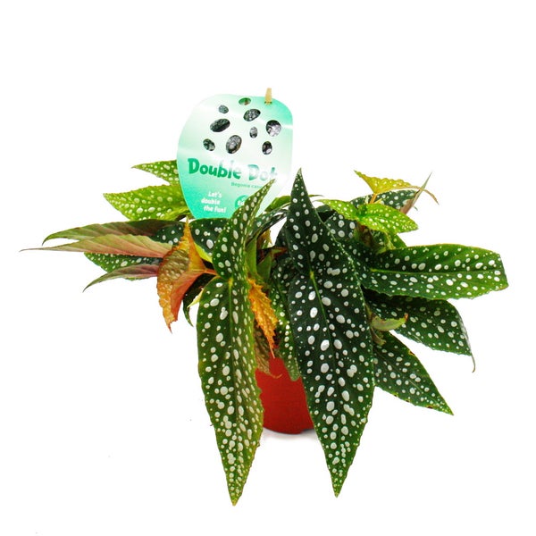 Doppelpunkt-Begonie - Begonia maculata 'Double Dot' - 12cm Topf
