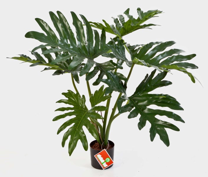 Detailansicht eines dunkelgrünen, glänzenden Philodendron-Blattes mit tiefen Einschnitten.