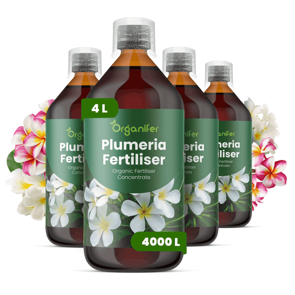 Vier Flaschen Organifer Plumeria Dünger, organisches Düngerkonzentrat, 4 Liter ergeben 4000 Liter, umgeben von Plumeria-Blüten.