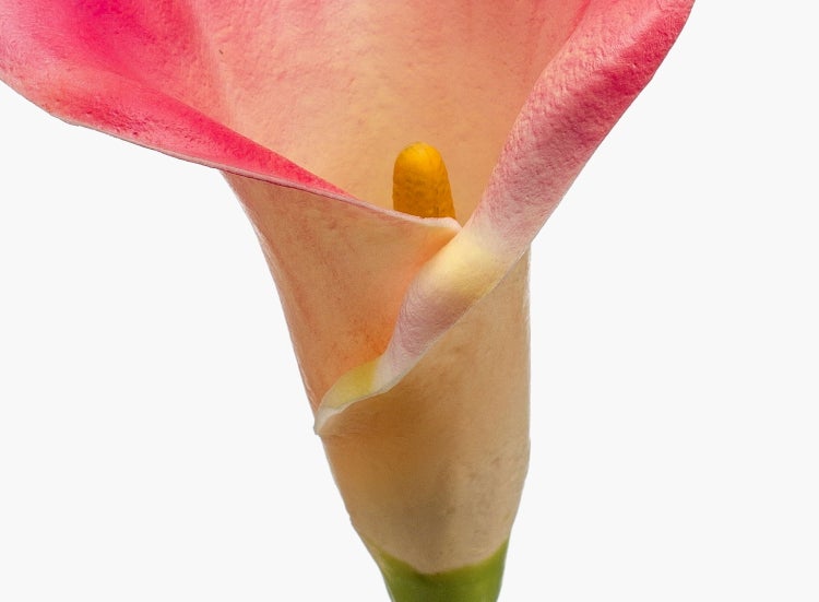 Nahaufnahme einer rosa Calla Blüte