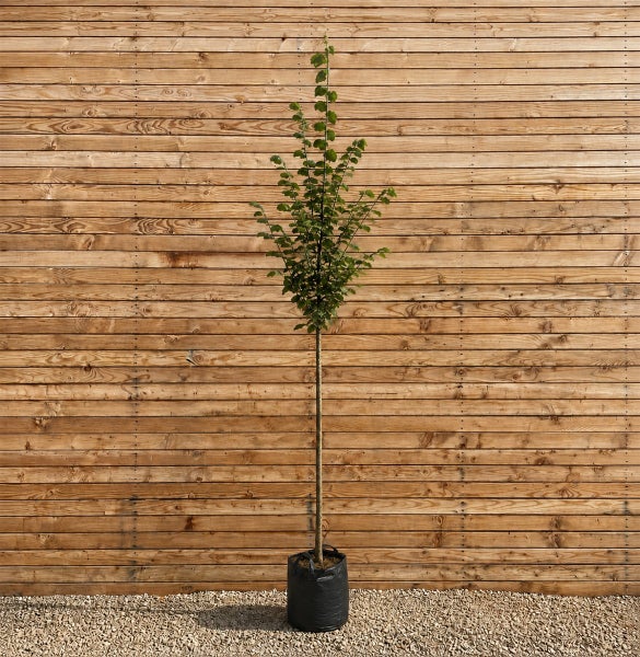 Ein hochstämmiger Baum in einem schwarzen Pflanzcontainer vor einer Holzwand.