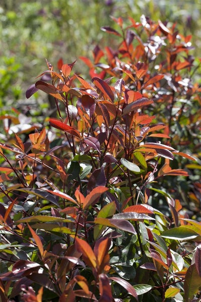 Photinia fraseri 'Red Robin', Glanzmispel, rot, 40–60 cm