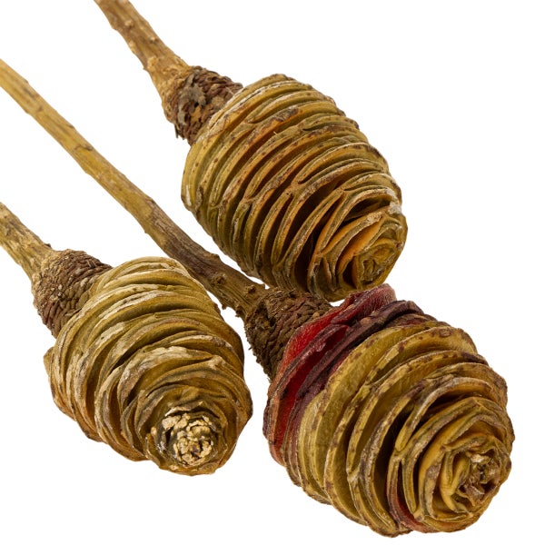 Drei getrocknete Eucalyptus-Fruchtstände auf Holzstielen für florale Dekorationen.