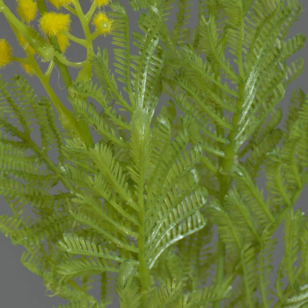 Künstliche Mimose mit farnähnlichen Blättern und kleinen gelben Blüten.