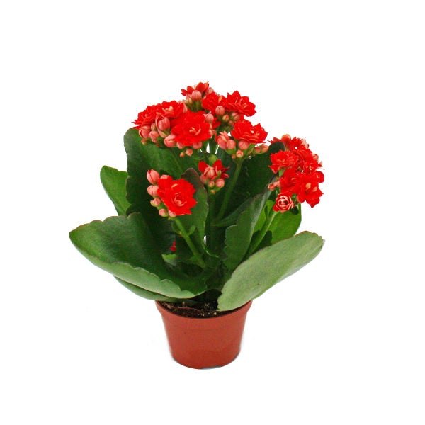 Mini-Kalanchoe Rosalina - Set mit 3 versch. Pflanzen - Flammendes Käthchen - 5,5cm Topf