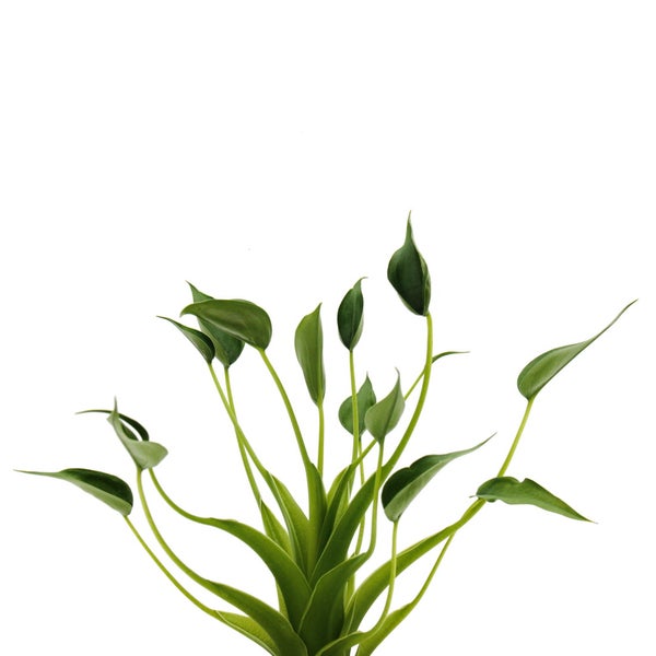 Alocasia Tiny Dancer - Pfeilblatt - Tropenwurz - RARITÄT - 12cm Topf