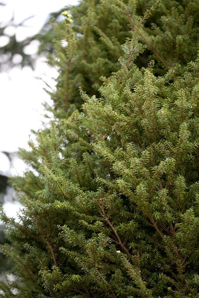 Tsuga diversifolia 'Minikin', Japanische Hemlocktanne, 30–40 cm