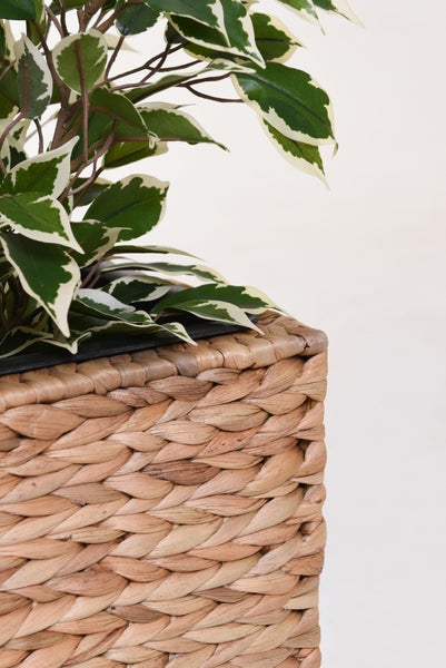 Künstliche Pflanze Ficus mit grün-weißen Blättern in einem geflochtenen Übertopf aus Wasserhyazinthe.