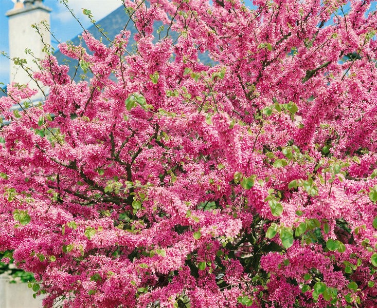 Blühender Judasbaum mit zahlreichen Blüten vor einem Hausdach.