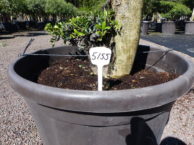 Olivenbaum Pon Pon 170/175 cm Bonsai Formgehlz | HORNBACH