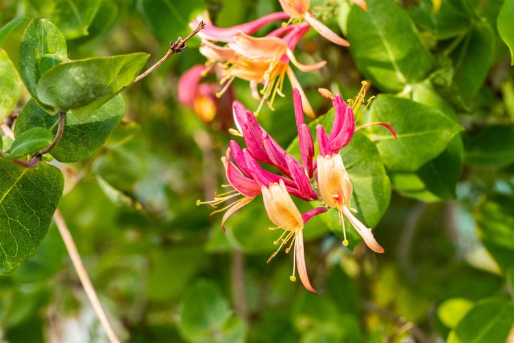 Lonicera heckrottii 'Goldflame', Geißblatt, rosa-gelb, 150–200 cm