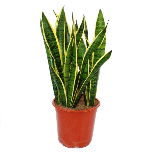 Bogenhanf Sansevieria trifasciata Laurentii mit grün-gelben Blättern in einem braunen Kunststofftopf.