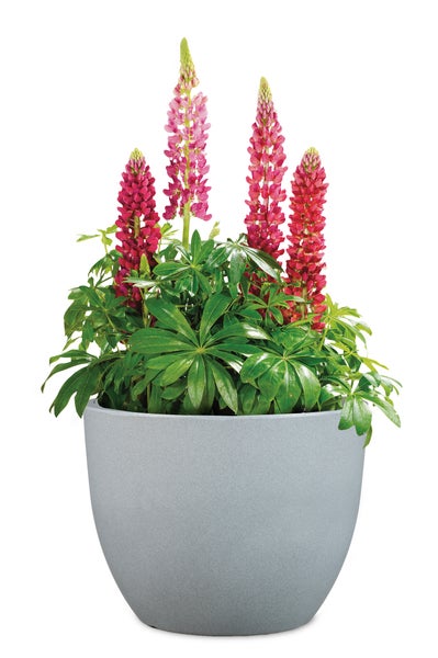 Scheurich Firenze 60, Pflanzgefäß/Blumentopf/Pflanzkübel, rund,  aus Kunststoff Farbe: Stony Grey, 59,5 cm Durchmesser, 45,8 cm hoch, 85,5 l Vol.