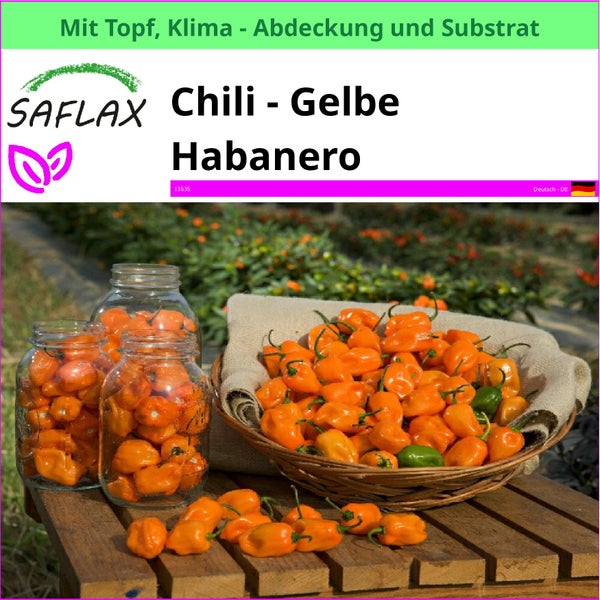 SAFLAX Garden to go - Chili - Gelbe Habanero - Capsicum chinense - 10 Samen - Mit Topf, Klima - Deckel und Anzuchtsubstrat