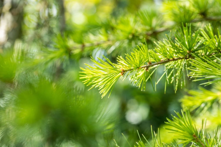 Cedrus libani, Libanon-Zeder, 60–80 cm
