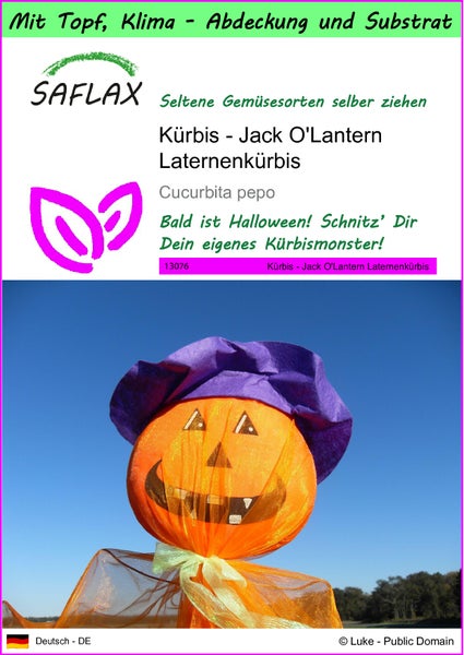 SAFLAX Garden to go - Kürbis - Jack O'Lantern Laternenkürbis - Cucurbita pepo - 10 Samen - Mit Topf, Klima - Deckel und Anzuchtsubstrat