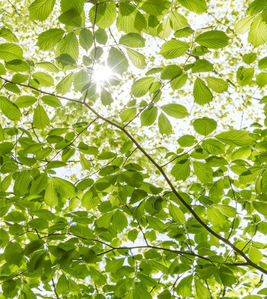 Blick in einen Baum mit Blättern und Sonnenlicht