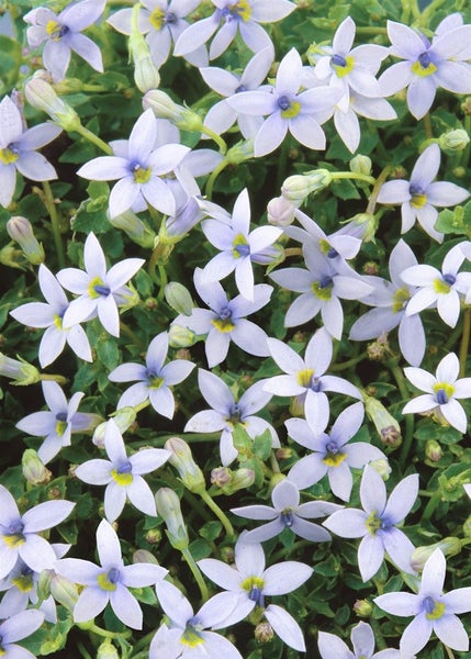 Pratia pedunculata, Blaukissen, ca. 9x9 cm Topf, bodendeckend