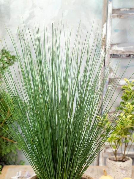Juncus inflexus, Blaugrüner Binse, ca. 9x9 cm Topf