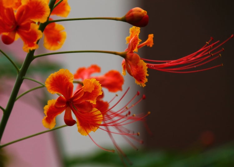 SAFLAX Garden to go - Pfauenstrauch / Stolz von Barbados - Caesalpinia pulcherrima - 10 Samen - Mit Topf, Klima - Deckel und Anzuchtsubstrat