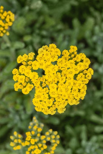 Achillea tomentosa, Teppich-Schafgarbe, gelb, ca. 9x9 cm Topf