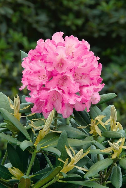 Rhododendron yakushimanum 'Kalinka', rosa Blüten, 40–50 cm