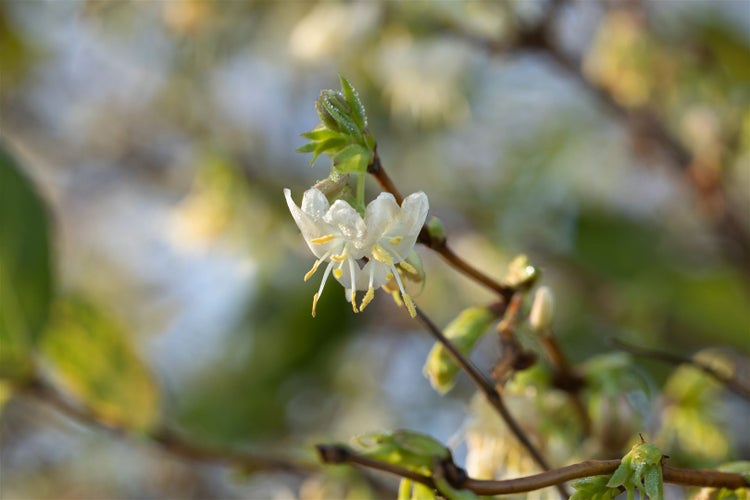 Lonicera purpusii, Wintergeißblatt, cremeweiße Blüten, 40–60 cm