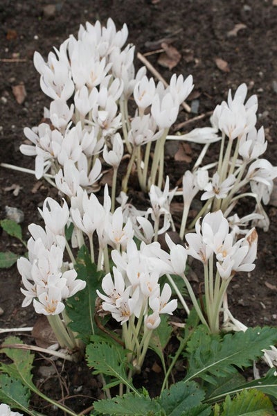 Colchicum autumnale 'Album', Herbstzeitlose, weiß, ca. 11x11 cm Topf