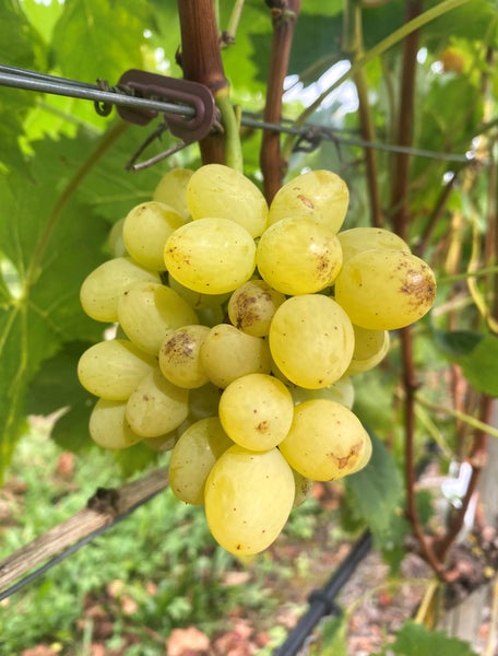 Eine Traube heller Weintrauben am Rebstock im Garten.