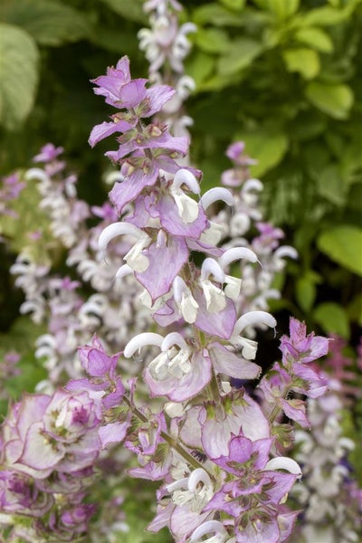 Salvia sclarea, Muskatellersalbei, aromatisch, ca. 11x11 cm Topf