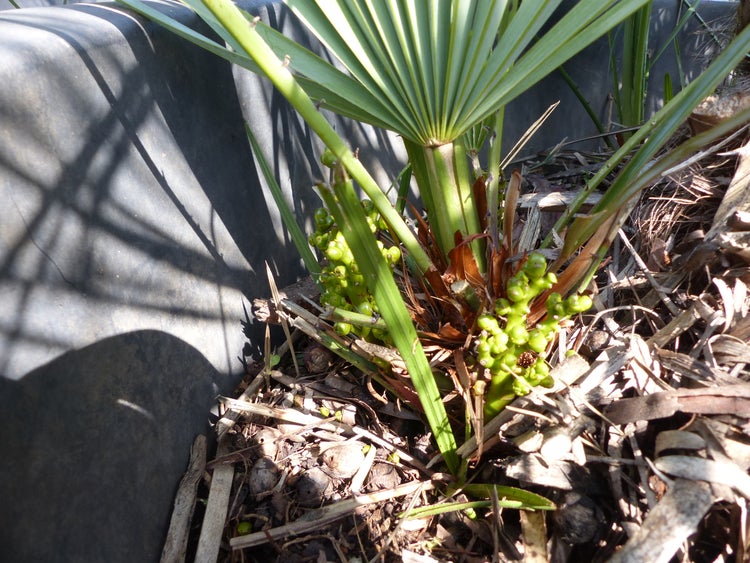 Palmengruppe Palme 190cm Zwergpalme Chamaerops Humilis, winterhart bis -12°C