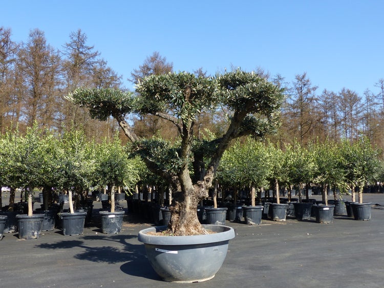 Großer, alter Olivenbaum mit knorrigem Stamm in einer grauen Pflanzschale, umgeben von zahlreichen Olivenbäumen in einer hellen Baumschule.